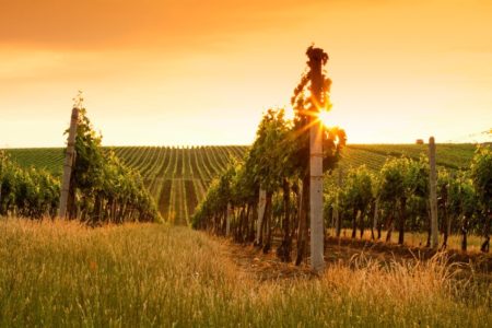 Les Femmes et le Vin... Une histoire de passion et de combat.