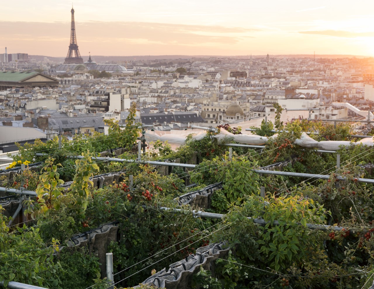 fermes urbaines sous les fraises