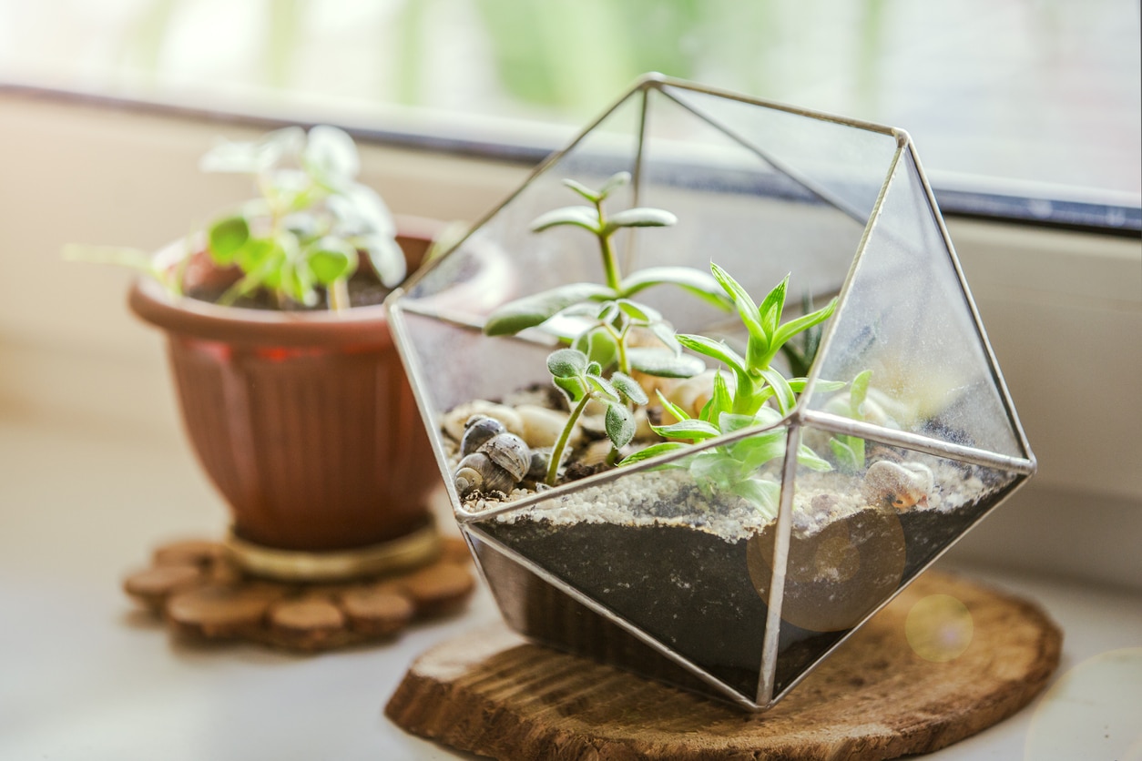 Terrarium plantes grasses et succulentes création de votre